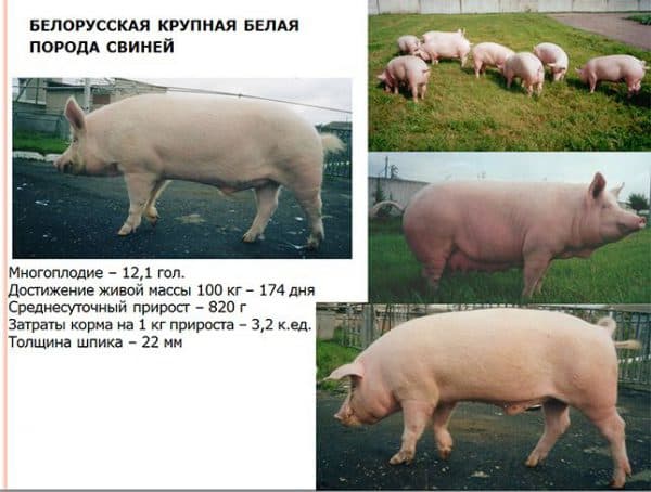 Как узнать вес свиньи без наличия весов?