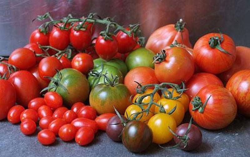 Лучшие семена томатов для теплицы из поликарбоната — штамбовые и индотерминантные сорта