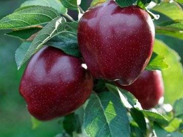Яблоня сорта гала: праздник вкуса в вашем саду