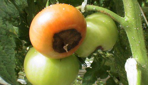 Проверенные методы борьбы с гнилью на помидорах в теплице