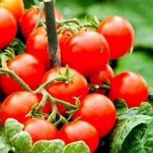 Лучшие сорта томатов, разработанные японскими селекционерами