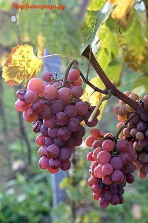 Виноград верона: описание, фото и отзывы