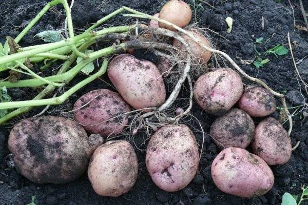 Картофель голубизна – сорт от отечественных селекционеров