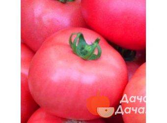 Описание сорта томатов Аргонавт и его характеристики