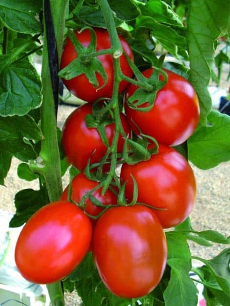 7 самых урожайных сладкие сорта помидор низкорослых непасынкующихся