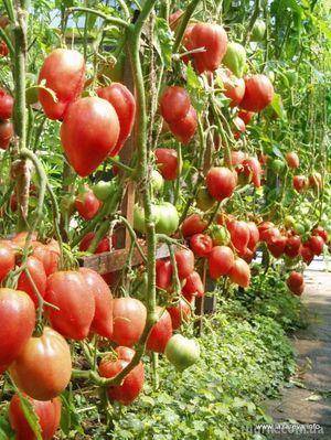 Описание сорта томата шива f1, его характеристика и урожайность
