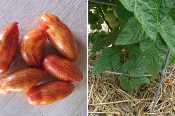 Описание сорта томата таунсвиль, особенности выращивания и ухода