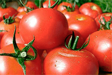 Сорт томата «медовые пальчики f1»: описание, характеристика, посев на рассаду, подкормка, урожайность, фото, видео и самые распространенные болезни томатов