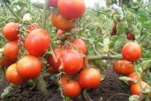 Какие бывают болезни помидорной рассады: фото, описание, лечение