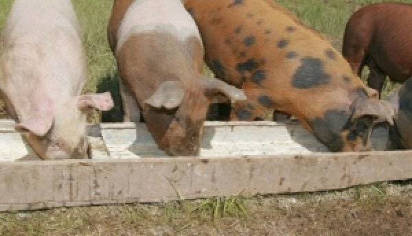 Чем кормить свиней, чтобы они быстро набирали вес в домашних условиях?