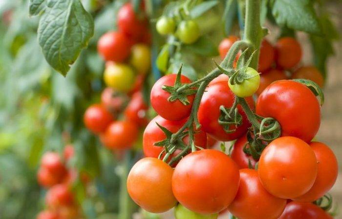 Специально для краснодарского края: лучшие томаты для южного региона
