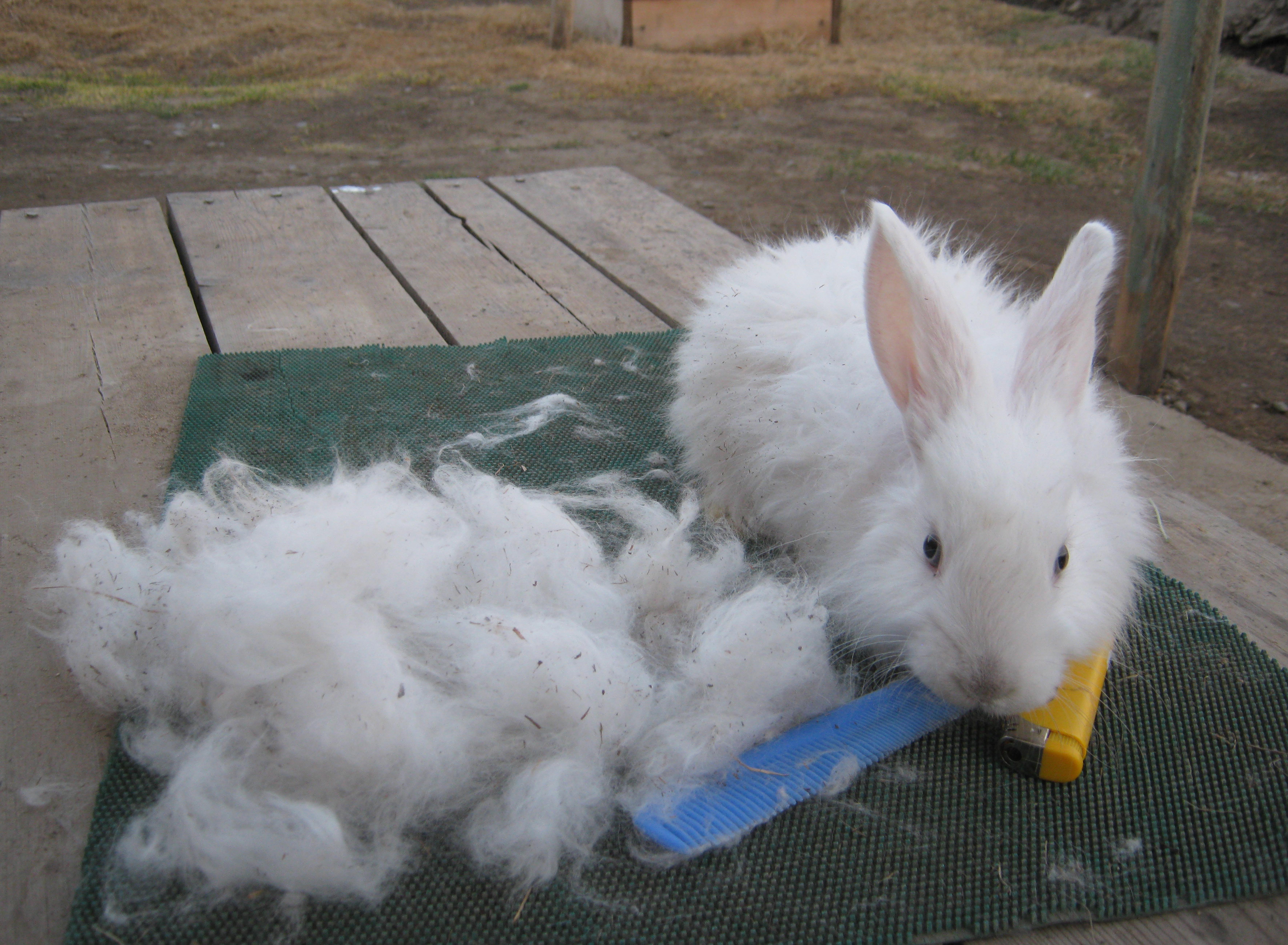 Кролик линяет летом что делать. почему у кролика может выпадать шерсть? что делать