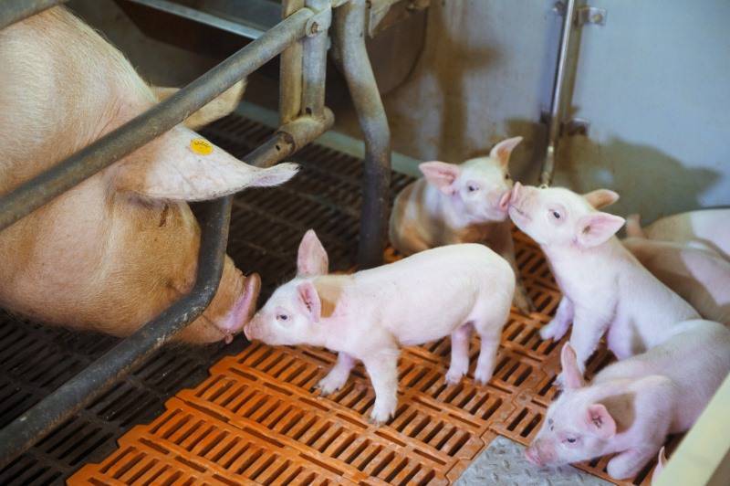 Комбикорм для свиней: виды, состав и рецепты изготовления