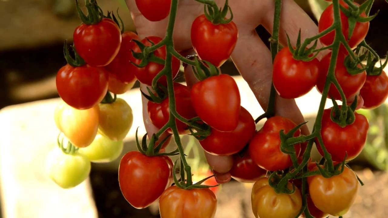 Клубника мармелада: как правильно посадить и выращивать сладкий сорт клубники (95 фото и видео)