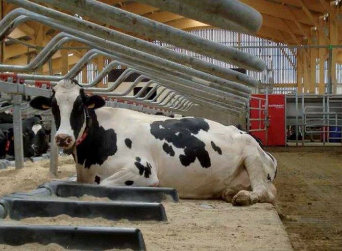 Вирусная диарея крупного рогатого скота: симптомы и лечение