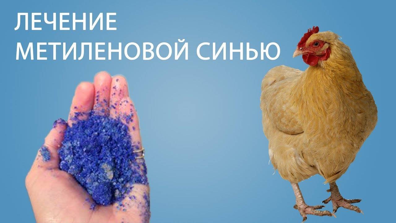 Метилен синий применение в цветоводстве. метиленовая синь для кур: инструкция по применению