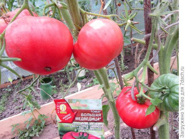 Описание сортов томатов, фото, отзывы