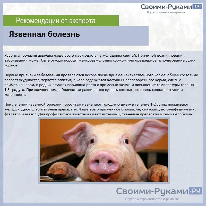Болезни свиней: симптомы и лечение опасных заболеваний