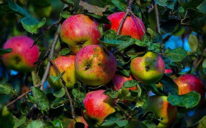 Яблоня розовый жемчуг: особенности сорта и ухода