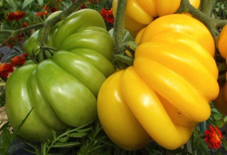 Описание и разновидности сорта томата Тлаколула де Матаморос, его урожайность