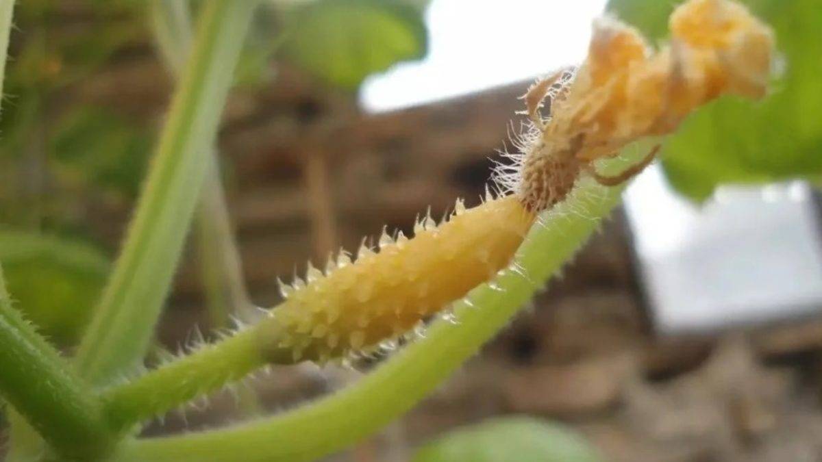 Как прищипывать огурцы — полезные советы как правильно увеличить урожайность. пошаговое описание + 115 фото и видео