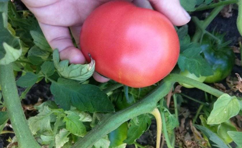 Характеристика и описание сорта томата лентяйка, его урожайность