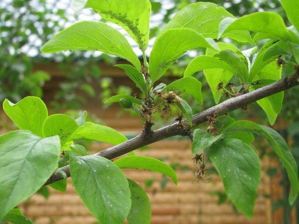 Как избавиться от тли на деревьях (яблоне, сливе, вишне): лучшие средства для опрыскивания (в том числе народные)