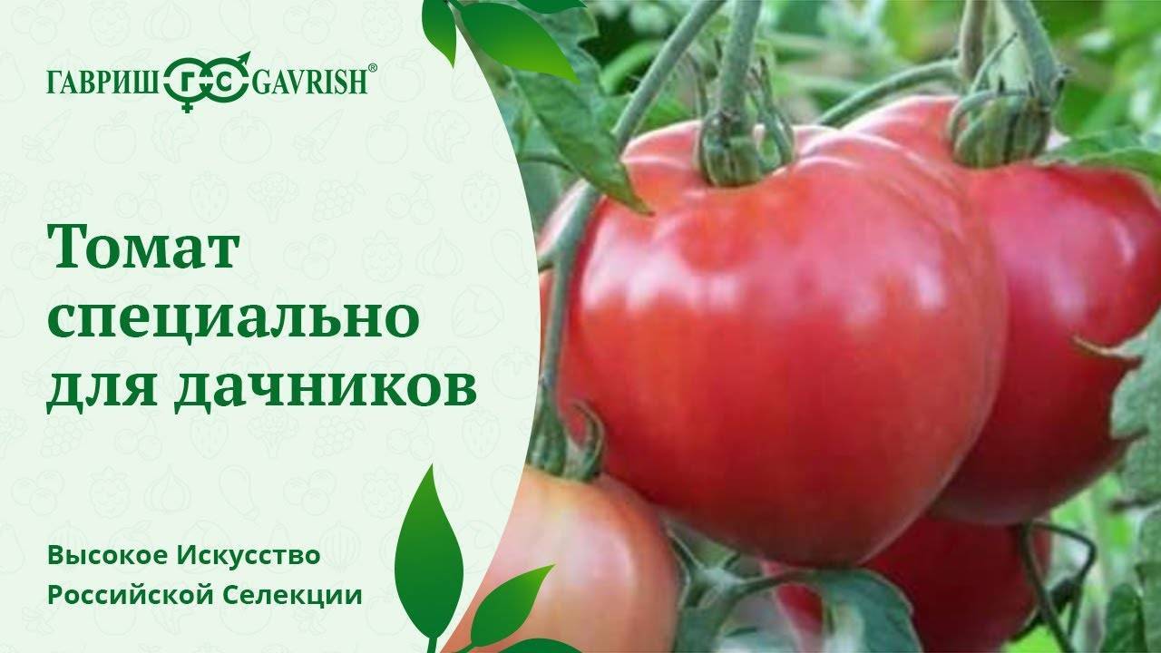 Мясистые помидоры — ранние сорта для открытого грунта