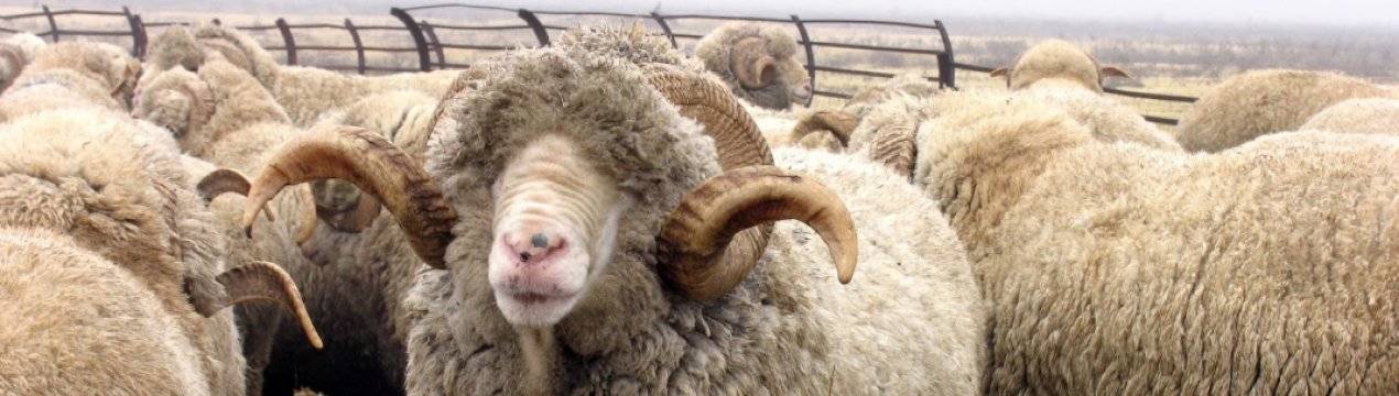 Какие породы овец лучше разводить?