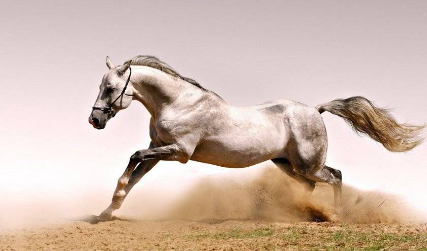Породы самой быстрой лошади в мире