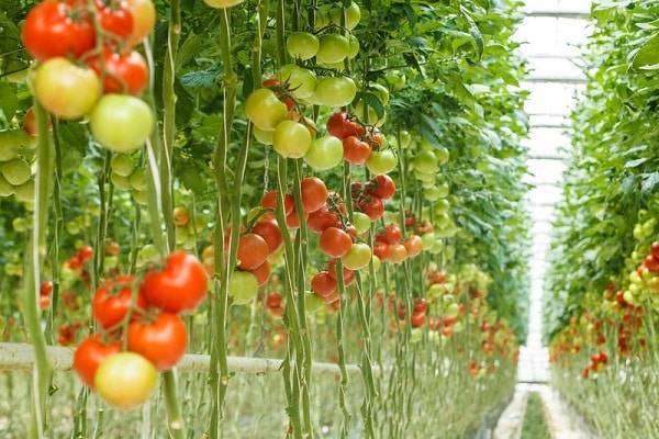 Оригинальный способ выращивания помидоров вверх корнями