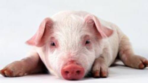 Паратиф свиней симптомы и лечение