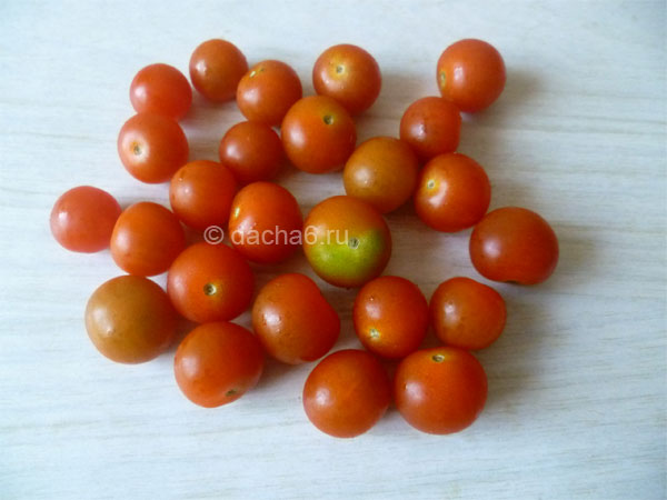 Описание и характеристика сорта томатов «оранж»: отзывы огородников