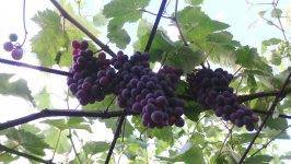 Какие бывают сорта винограда? сортировка по алфавиту