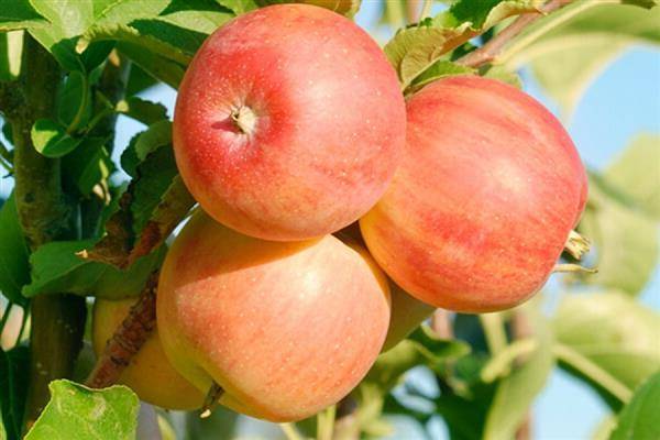 Сорта яблонь для урала: описание и фото
