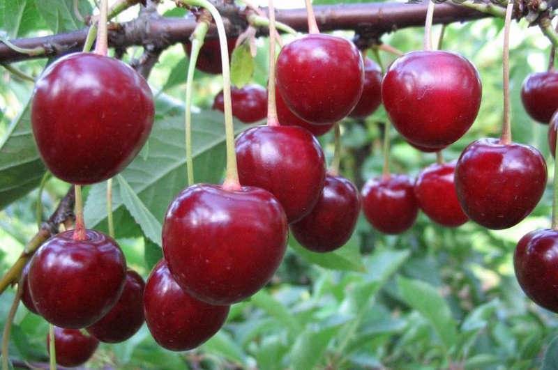 Обзор лучших сортов вишни: описание и особенности их выращивания