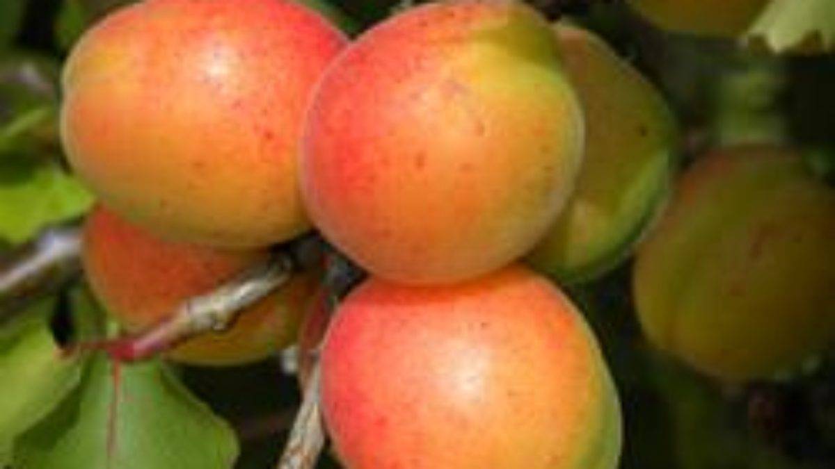 Описание абрикоса сорта солнечный, характеристики урожайности и особенности выращивания
