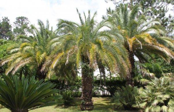 Описание финиковой пальмы сорта Робелини, посадка и уход