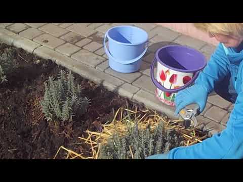 Подготовка лаванды к зимовке в Подмосковье и как лучше укрывать растение