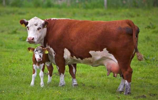 Что делать, если корова съела послед: основные симптомы, правила лечения и профилактики