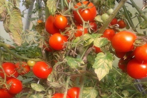 Описание сорта томата Соната НК F1, его характеристика и урожайность