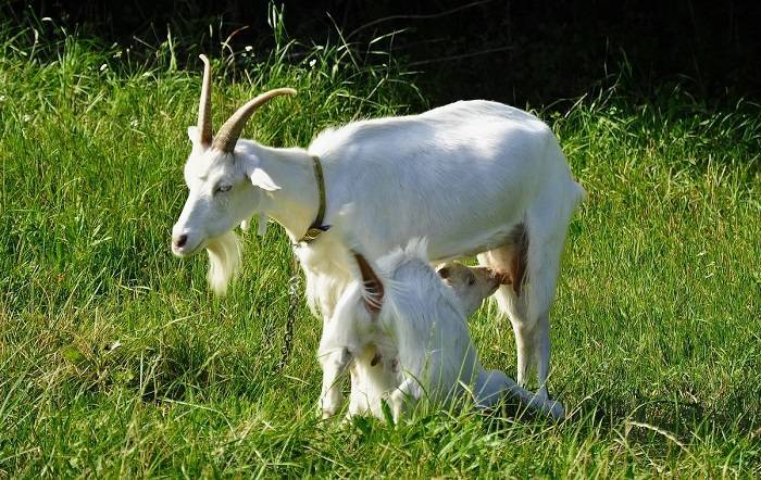Как правильно раздоить козу и особенности ухода, советы специалистов