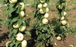 Колонновидная яблоня «васюган»: описание сорта, фото и отзывы