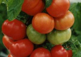 Характеристика и описание сорта томата Андромеда, его урожайность