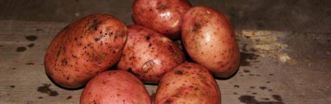 Сорт картофеля журавинка – описание, фото