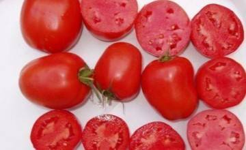 Описание томата фенда, особенности его выращивания