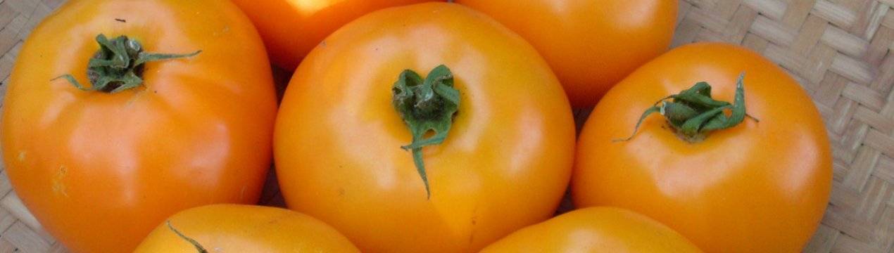 Томат апельсин — описание сорта, урожайность, фото и отзывы садоводов
