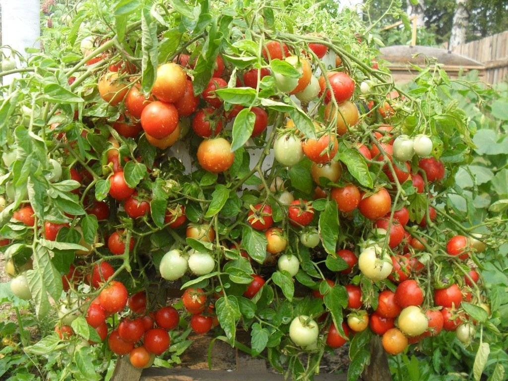 Как правильно пасынковать помидоры в открытом грунте и теплице