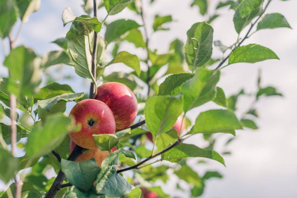 Яблоня лобо: старый сорт с крупными красивыми плодами
