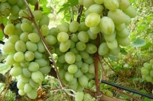 Виноград амурский: разновидности сорта, правила посадки и ухода
